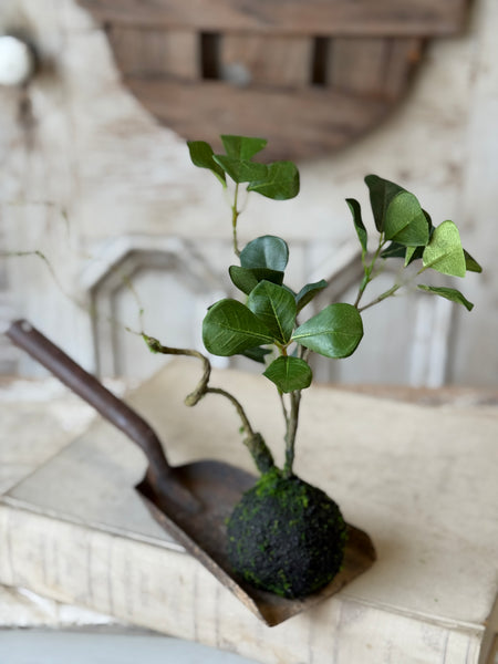 Rooted Hedgerow Tree | 13" | NOT CURRENTLY IN STOCK-New For Spring 2027!