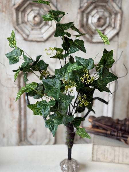 Ivadale Greens Bush | 24" | NOT CURRENTLY IN STOCK-New For Spring 2027!