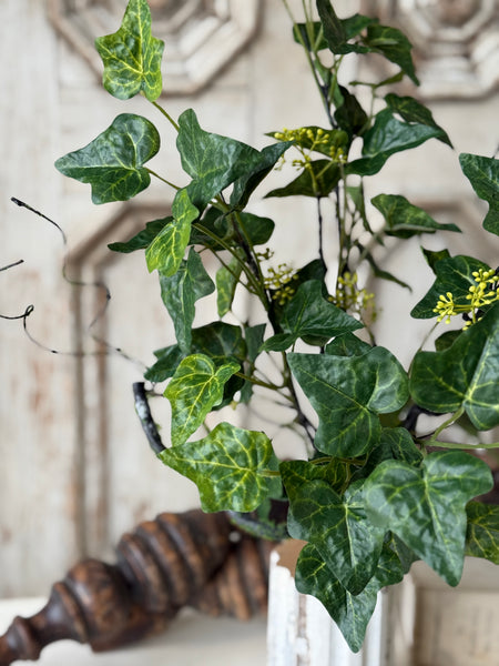 Ivadale Greens Bush | 24" | NOT CURRENTLY IN STOCK-New For Spring 2027!
