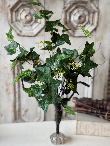 Ivadale Greens Bush | 24" | NOT CURRENTLY IN STOCK-New For Spring 2027!