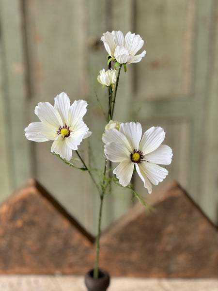 Cockle Cosmos | 24" | Cream | NOT CURRENTLY IN STOCK - Spring 2026