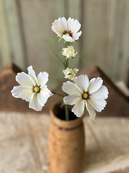 Cockle Cosmos | 24" | Cream | NOT CURRENTLY IN STOCK - Spring 2026