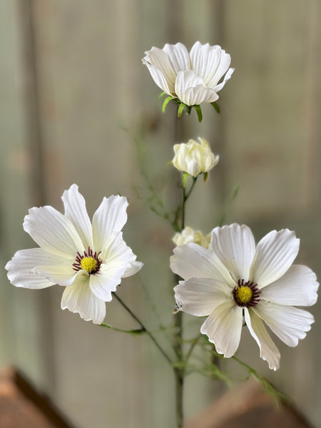 Cockle Cosmos | 24" | Cream | NOT CURRENTLY IN STOCK - Spring 2026