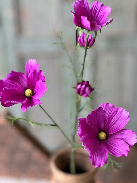 Cockle Cosmos | 24" | Purple | NOT CURRENTLY IN STOCK - Spring 2026