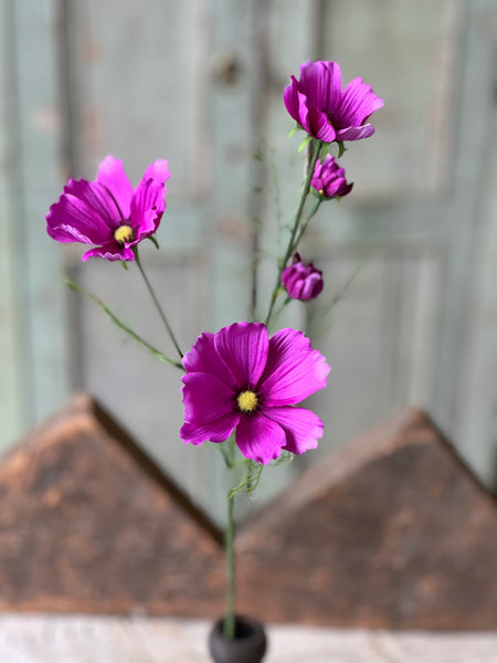Cockle Cosmos | 24" | Purple | NOT CURRENTLY IN STOCK - Spring 2026