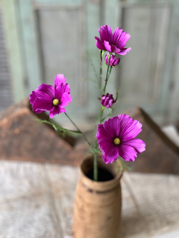 Cockle Cosmos | 24" | Purple | NOT CURRENTLY IN STOCK - Spring 2026