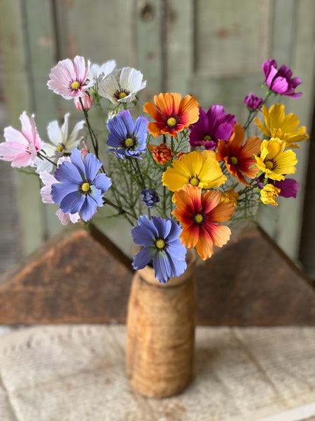 Cockle Cosmos | 24" | Periwinkle | NOT CURRENTLY IN STOCK - Spring 2026