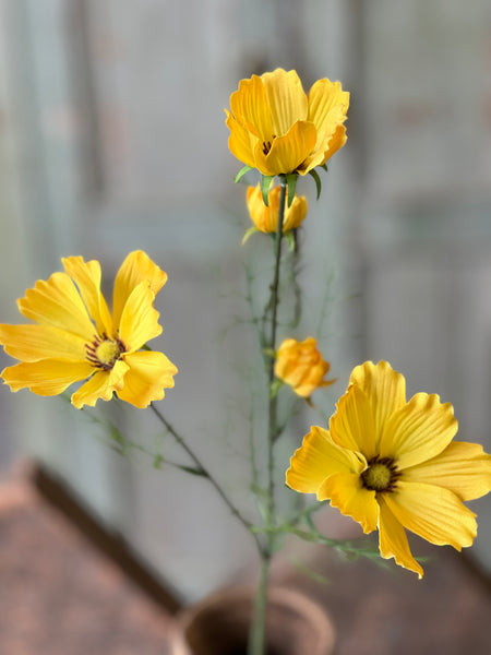Cockle Cosmos | 24" | Yellow | NOT CURRENTLY IN STOCK - Spring 2026