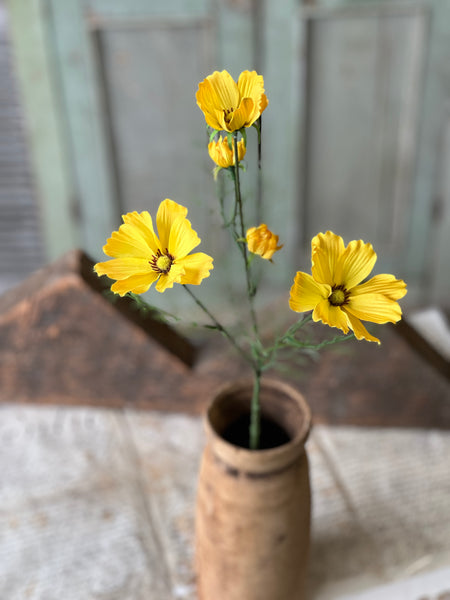 Cockle Cosmos | 24" | Yellow | NOT CURRENTLY IN STOCK - Spring 2026