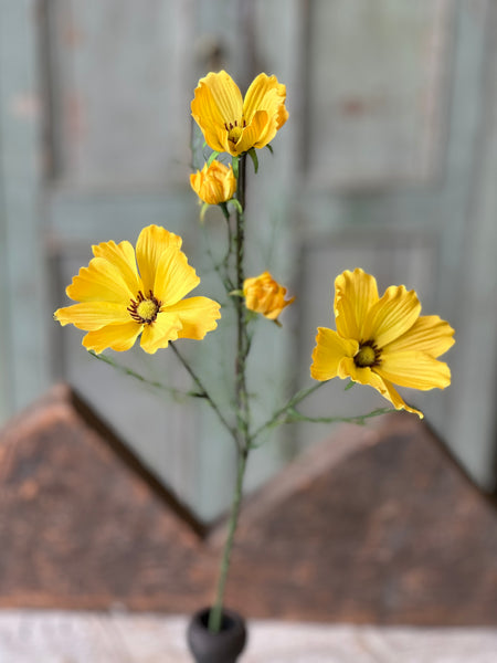 Cockle Cosmos | 24" | Yellow | NOT CURRENTLY IN STOCK - Spring 2026