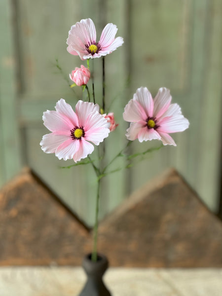 Cockle Cosmos | 24" | Pink | NOT CURRENTLY IN STOCK - Spring 2026
