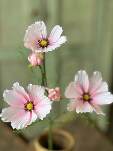 Cockle Cosmos | 24" | Pink | NOT CURRENTLY IN STOCK - Spring 2026