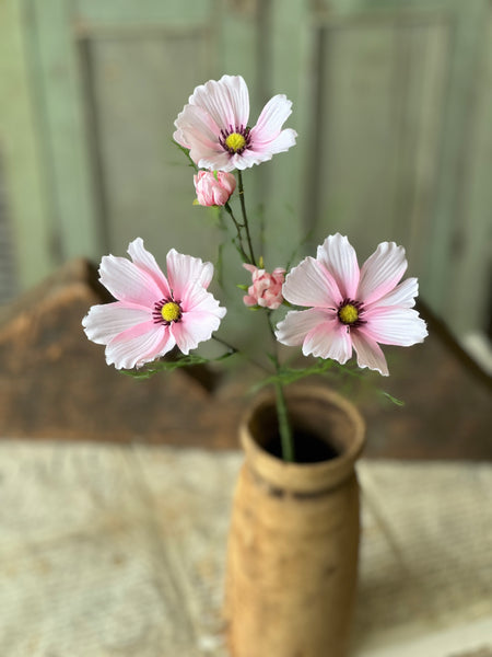 Cockle Cosmos | 24" | Pink | NOT CURRENTLY IN STOCK - Spring 2026