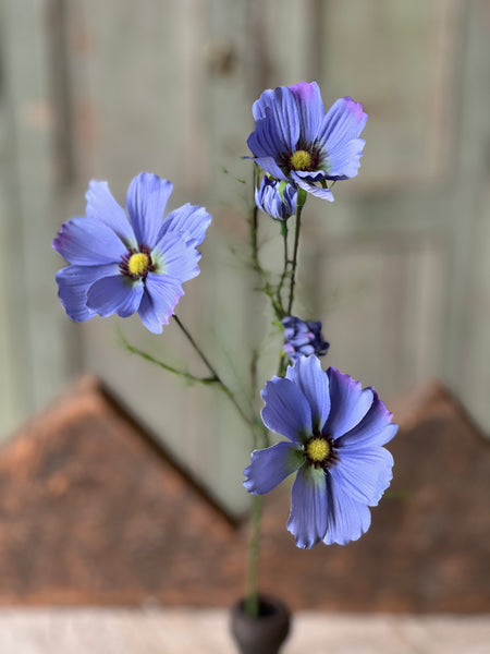 Cockle Cosmos | 24" | Periwinkle | NOT CURRENTLY IN STOCK - Spring 2026