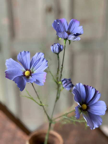 Cockle Cosmos | 24" | Periwinkle | NOT CURRENTLY IN STOCK - Spring 2026