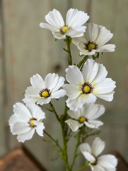Cockle Cosmos Spray | 27" | Cream | NOT CURRENTLY IN STOCK-New For Spring 2026!
