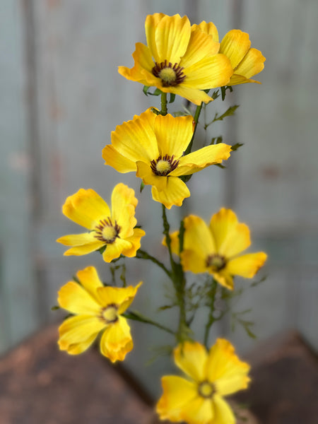 Cockle Cosmos Spray | 27" | Yellow | NOT CURRENTLY IN STOCK-New For Spring 2026!