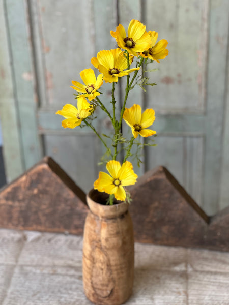 Cockle Cosmos Spray | 27" | Yellow | NOT CURRENTLY IN STOCK-New For Spring 2026!