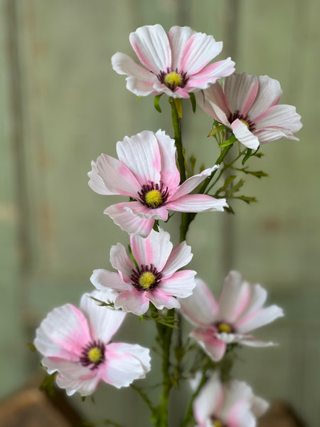Cockle Cosmos Spray | 27" | Pink | NOT CURRENTLY IN STOCK-New For Spring 2026!
