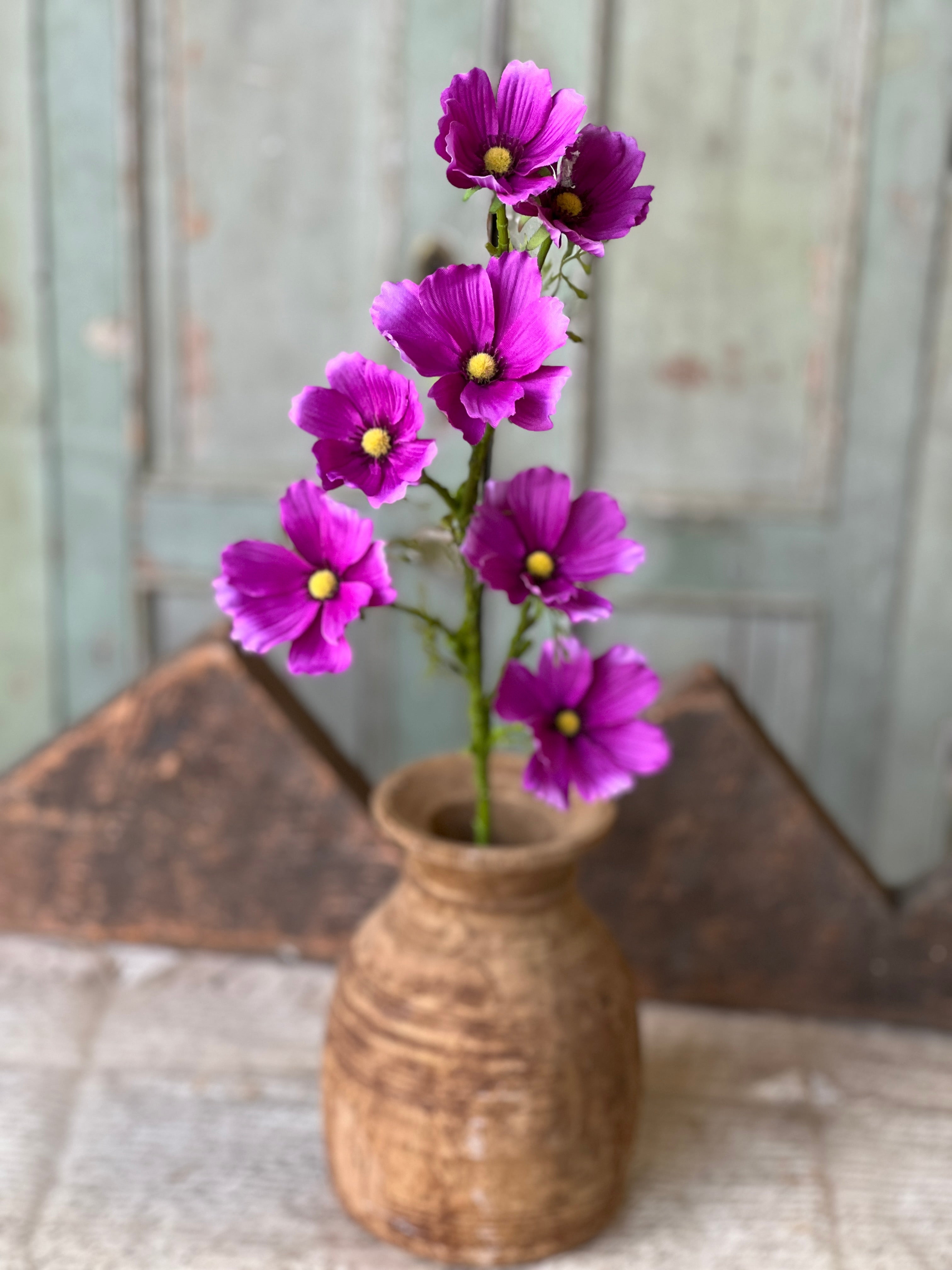 Cockle Cosmos Spray | 27