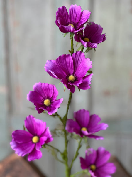 Cockle Cosmos Spray | 27" | Purple | NOT CURRENTLY IN STOCK-New For Spring 2026!