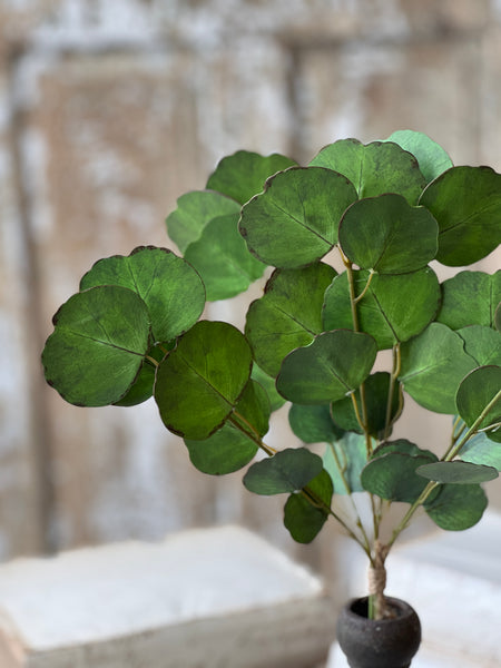 Greenback Eucalyptus Bundle | 16" | NOT CURRENTLY IN STOCK-New For Spring 2026!