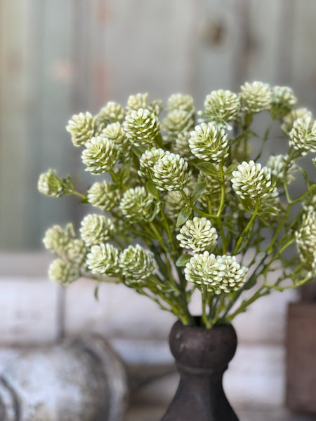 Wil-O-Wisp | 12" | Fresh | NOT CURRENTLY IN STOCK-New For Spring 2026!