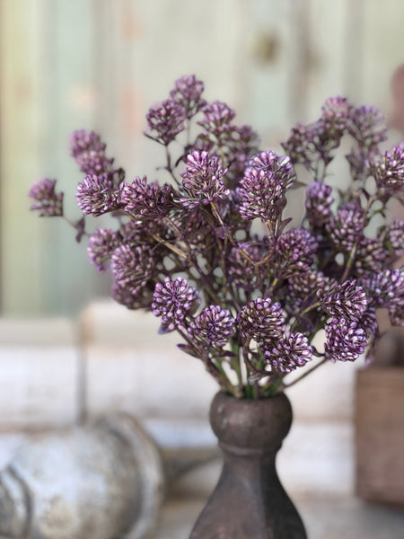 Wil-O-Wisp Bush | 12" | Purple | NOT CURRENTLY IN STOCK-New For Spring 2026!