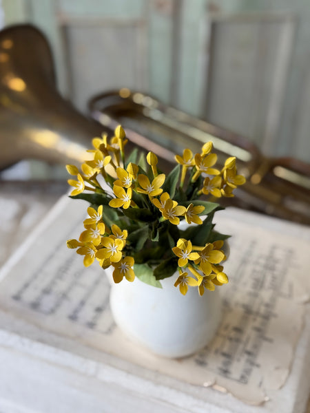 Trumpet Blooms Bush | 9" | Yellow | NOT CURRENTLY IN STOCK-New For Spring 2027!