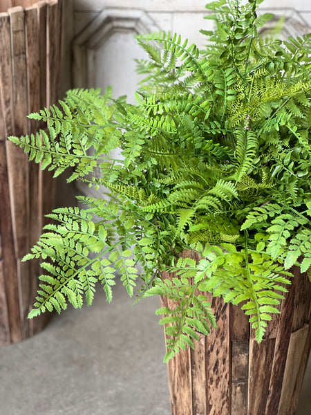 Revere Fern Bush | 24"