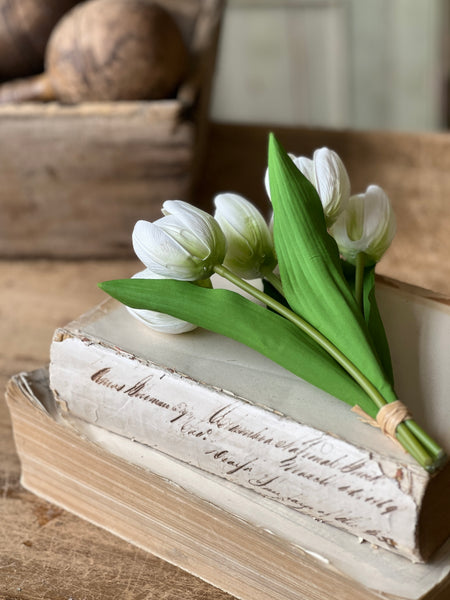 Poppet Tulip Bundle | 8.5" | Cream | NOT CURRENTLY IN STOCK - Spring 2026