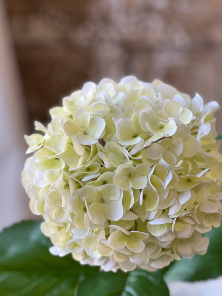 Promenade Hydrangea | 31" | Cream | NOT CURRENTLY IN STOCK-New For Spring 2026!