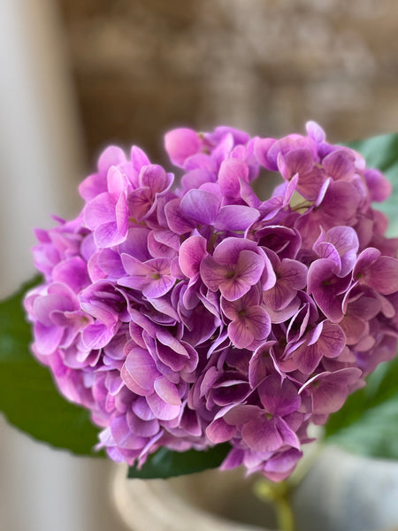 Promenade Hydrangea | 31" | Vista | NOT CURRENTLY IN STOCK-New For Spring 2026!
