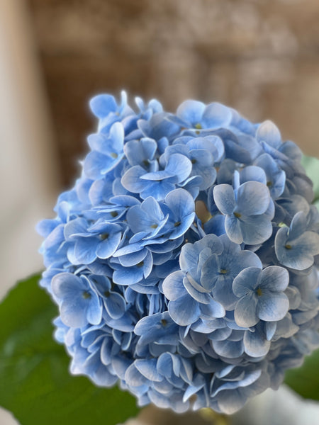 Promenade Hydrangea | 31" | Sky | NOT CURRENTLY IN STOCK-New For Spring 2026!