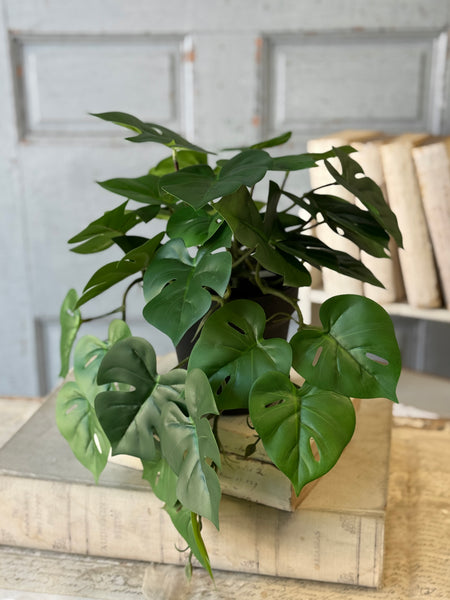 Hanging Plant | 18" | Marvel Philo | NOT CURRENTLY IN STOCK-New For Spring 2027!