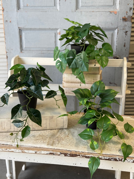Hanging Plant | 16" | Shady Stripes | NOT CURRENTLY IN STOCK-New For Spring 2027!