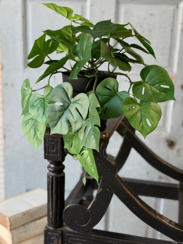 Hanging Plant | 18" | Marvel Philo | NOT CURRENTLY IN STOCK-New For Spring 2027!