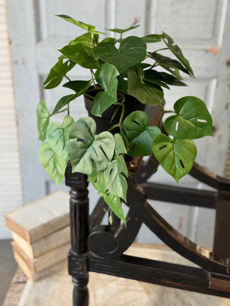 Hanging Plant | 18" | Marvel Philo | NOT CURRENTLY IN STOCK-New For Spring 2027!