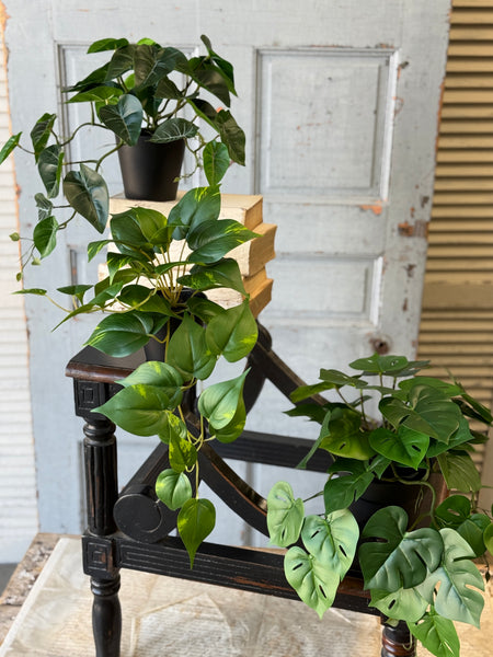 Hanging Plant | 16" | Peaceful Philo | NOT CURRENTLY IN STOCK-New For Spring 2027!