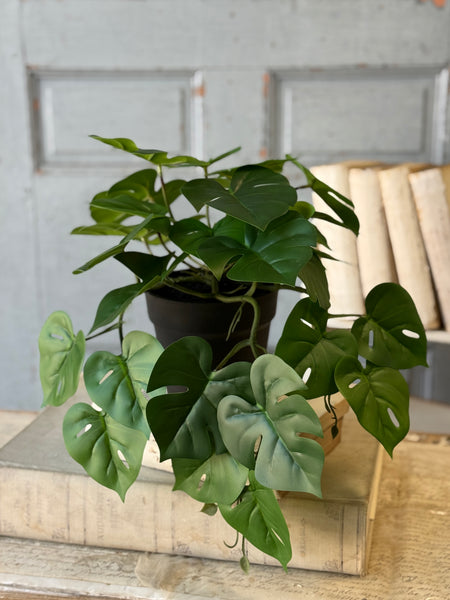 Hanging Plant | 18" | Marvel Philo | NOT CURRENTLY IN STOCK-New For Spring 2027!