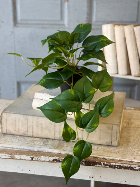 Hanging Plant | 16" | Peaceful Philo | NOT CURRENTLY IN STOCK-New For Spring 2027!