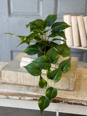 Hanging Plant | 16" | Peaceful Philo | NOT CURRENTLY IN STOCK-New For Spring 2027!