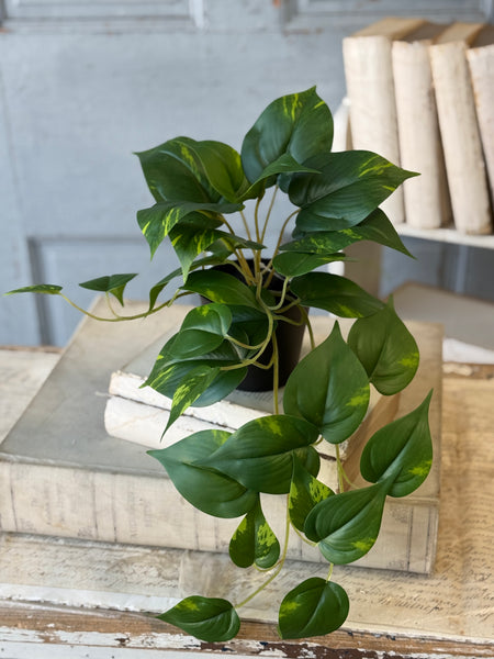Hanging Plant | 16" | Peaceful Philo | NOT CURRENTLY IN STOCK-New For Spring 2027!
