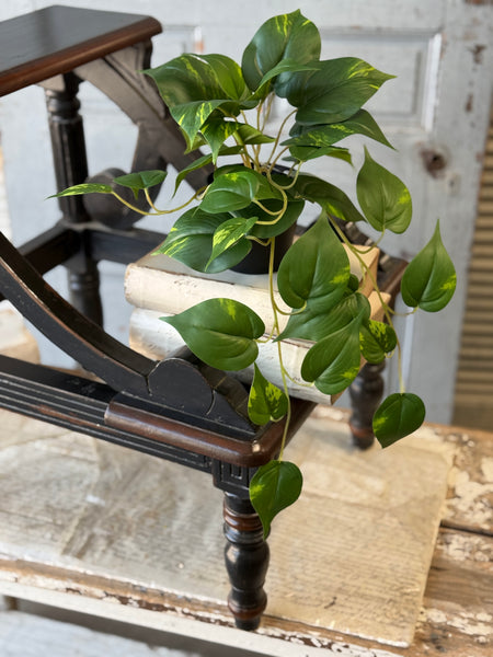Hanging Plant | 16" | Peaceful Philo | NOT CURRENTLY IN STOCK-New For Spring 2027!