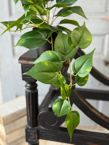 Hanging Plant | 16" | Peaceful Philo | NOT CURRENTLY IN STOCK-New For Spring 2027!