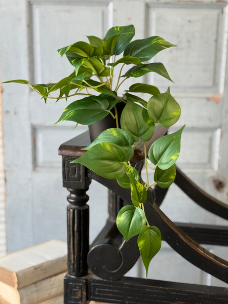 Hanging Plant | 16" | Peaceful Philo | NOT CURRENTLY IN STOCK-New For Spring 2027!