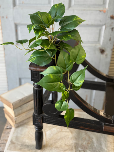 Hanging Plant | 16" | Peaceful Philo | NOT CURRENTLY IN STOCK-New For Spring 2027!