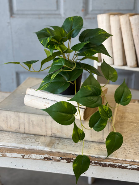 Hanging Plant | 16" | Peaceful Philo | NOT CURRENTLY IN STOCK-New For Spring 2027!