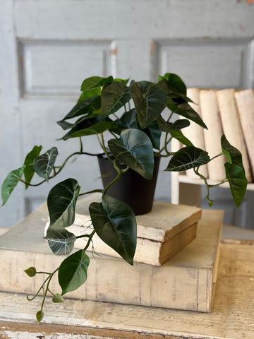Hanging Plant | 16" | Shady Stripes | NOT CURRENTLY IN STOCK-New For Spring 2027!