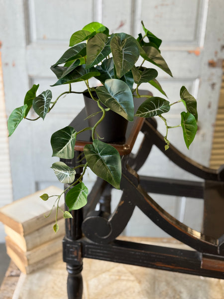 Hanging Plant | 16" | Shady Stripes | NOT CURRENTLY IN STOCK-New For Spring 2027!